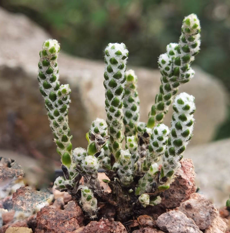 Ozothamnus coralloides en fleurs dans les éboulis rocheux des Alpes du Sud en Nouvelle-Zélande